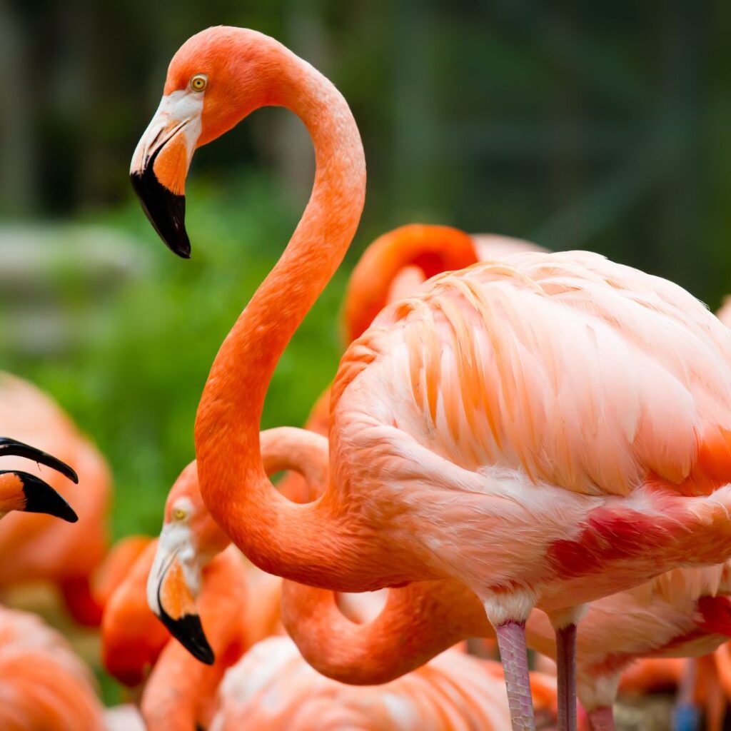 pink flamingo